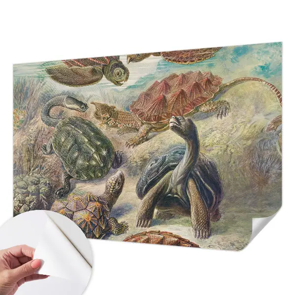 Foto behang voor de keuken met schildpadmotief