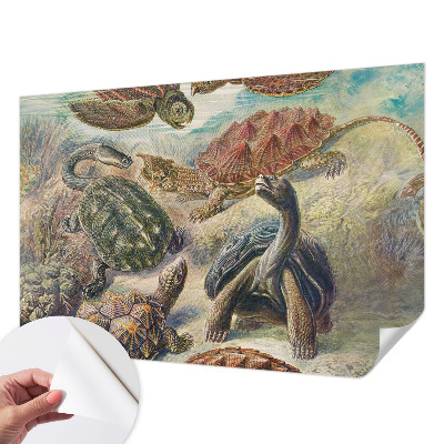 Foto behang voor de keuken met schildpadmotief