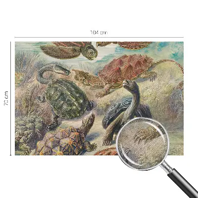 Foto behang voor de keuken met schildpadmotief