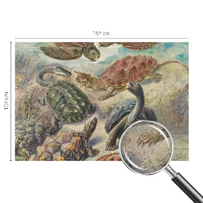 Foto behang voor de keuken met schildpadmotief