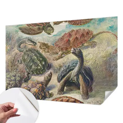 Foto behang voor de keuken met schildpadmotief