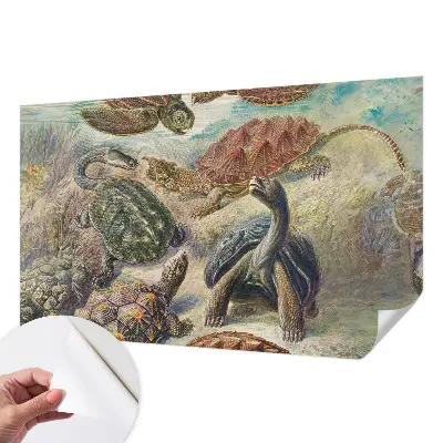 Foto behang voor de keuken met schildpadmotief