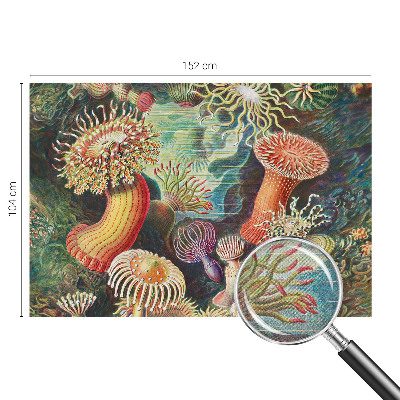 Zelfklevend fotobehang Sierlijke zeeanemonen