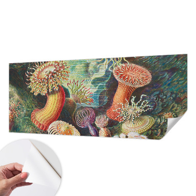 Zelfklevend fotobehang Sierlijke zeeanemonen