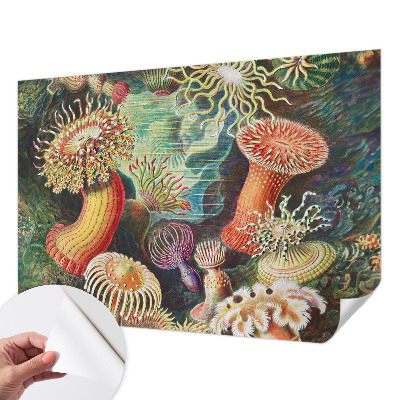 Zelfklevend fotobehang met sierlijke zeeanemonen