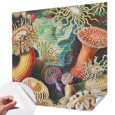 Zelfklevend fotobehang Sierlijke zeeanemonen