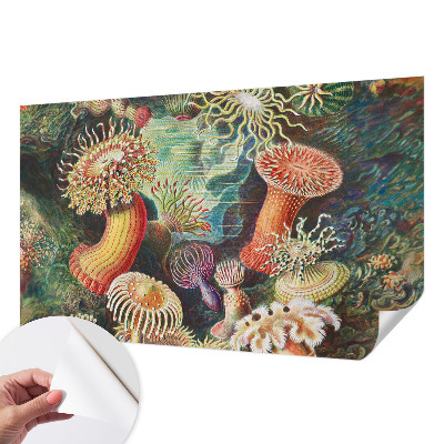 Zelfklevend fotobehang Sierlijke zeeanemonen