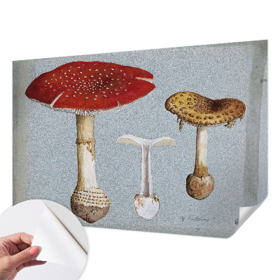 Zelfklevend fotobehang met paddenstoelgravures