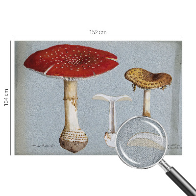 Zelfklevend fotobehang met paddenstoelgravures