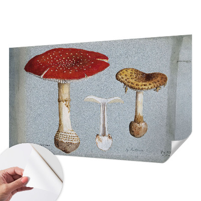 Zelfklevend fotobehang met paddenstoelgravures