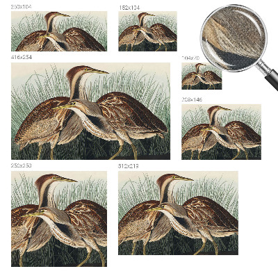 Fotobehang zelfklevend Realistische vogels