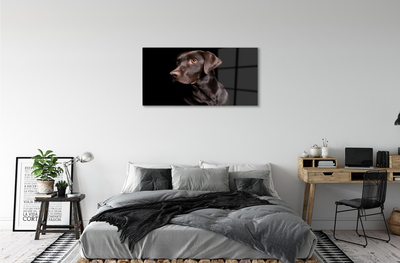 Plexiglas foto Bruine hond