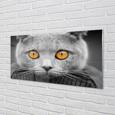Foto op plexiglas Grijze britse kat