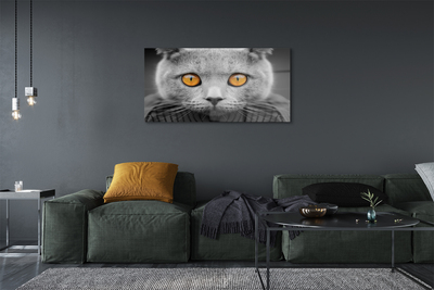 Foto op plexiglas Grijze britse kat