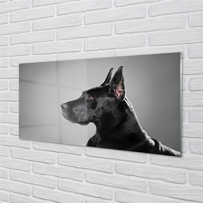 Plexiglas foto Zwarte hond