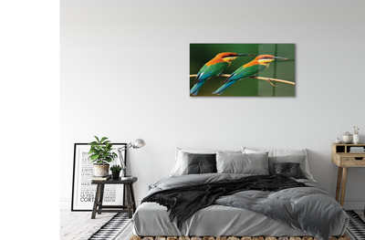 Foto op plexiglas Kleurrijke papegaaien op een tak