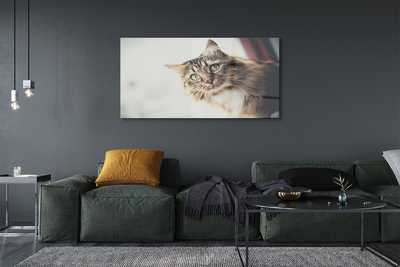 Foto op plexiglas Maine coon