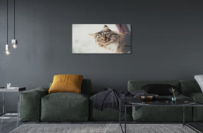 Foto op plexiglas Maine coon