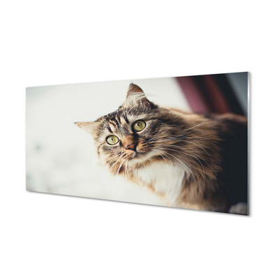 Foto op plexiglas Maine coon