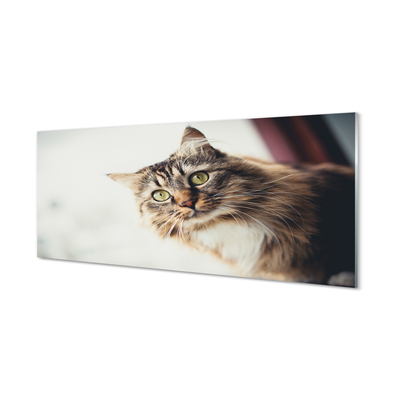 Foto op plexiglas Maine coon