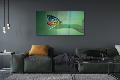 Foto op plexiglas Kleurrijke vlinder blad
