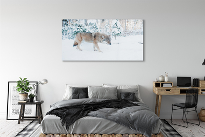 Foto op plexiglas Wolf winter forest
