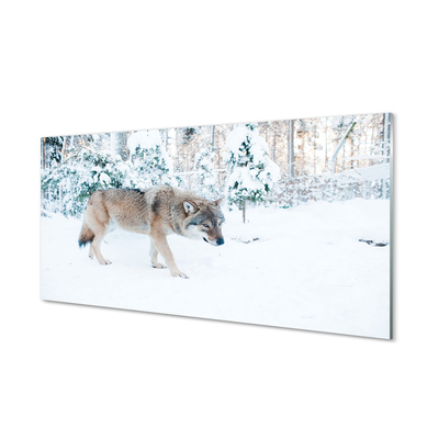 Foto op plexiglas Wolf winter forest