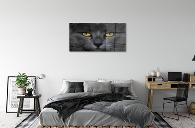 Foto op plexiglas Zwarte kat