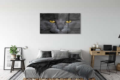 Foto op plexiglas Zwarte kat