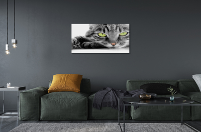Foto op plexiglas Gray-black cat