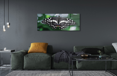 Foto op plexiglas Kleurrijke vlinder bladeren
