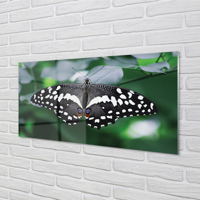 Foto op plexiglas Kleurrijke vlinder bladeren