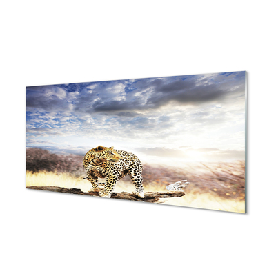 Foto in plexiglas Panther-wolken