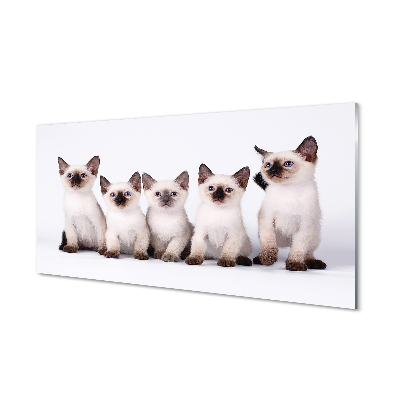 Foto op plexiglas Kleine katten