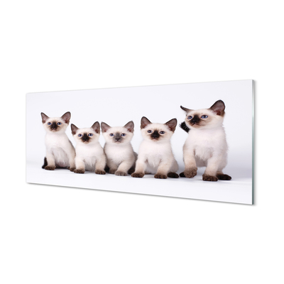 Foto op plexiglas Kleine katten