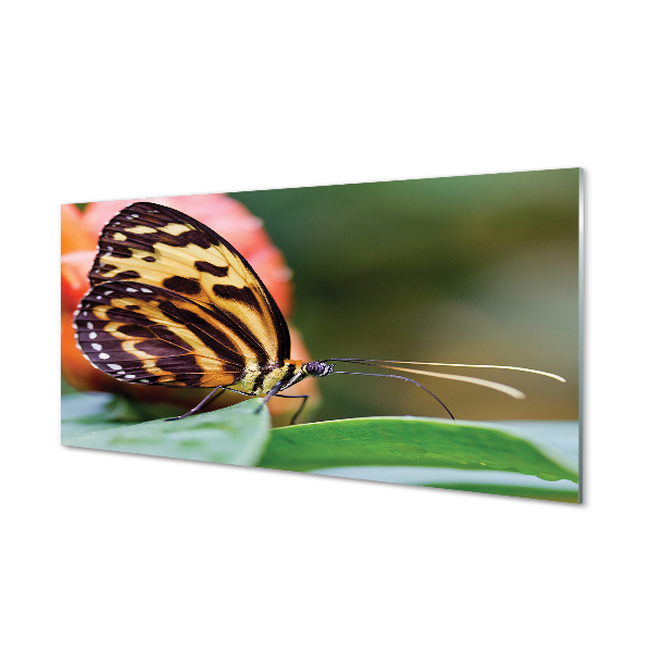 Plexiglas foto Vlinder