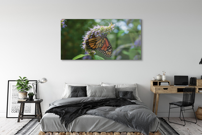 Plexiglas foto Kleurrijke vlinderbloem