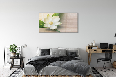 Plexiglas foto Witte magnolia