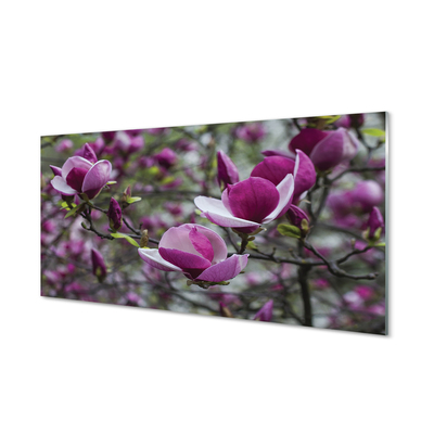 Plexiglas foto Paars magnolia