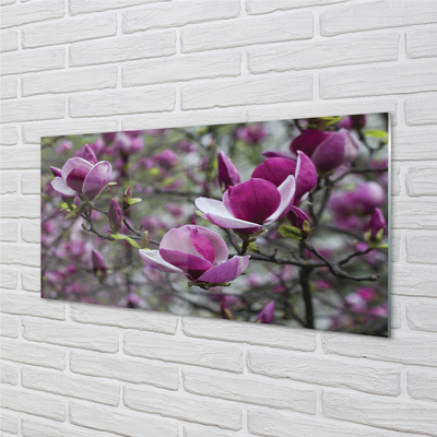Plexiglas foto Paars magnolia