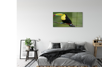 Foto op plexiglas Kleurrijke papegaai op een tak
