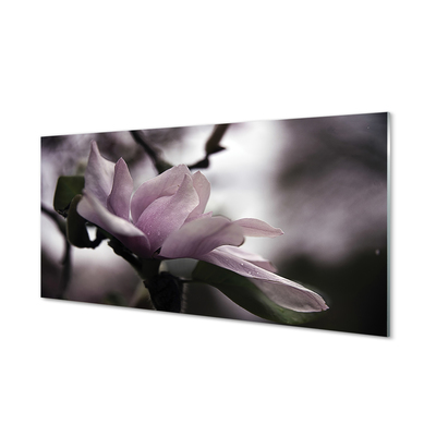 Plexiglas foto Magnolia
