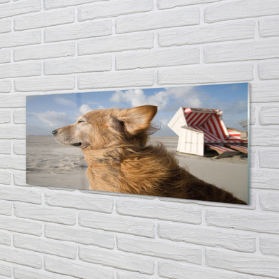 Plexiglas foto Bruin hond strand
