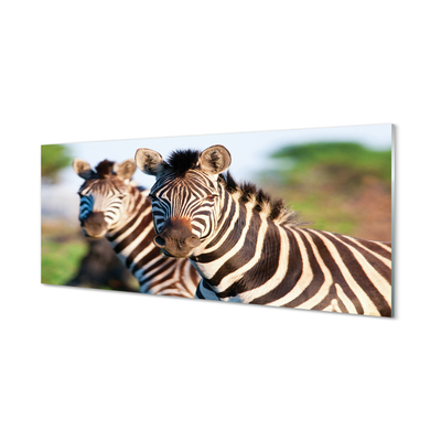 Plexiglas foto Zebra