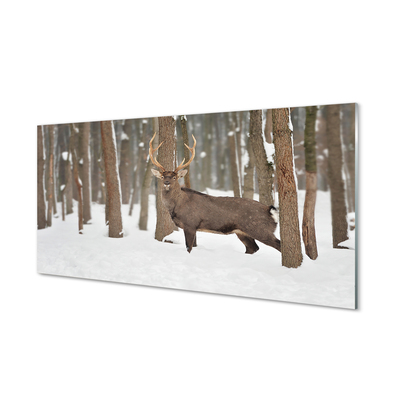 Foto op plexiglas Herten winter forest