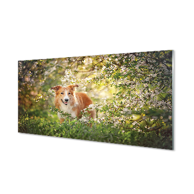 Plexiglas foto Hondenbosbloemen