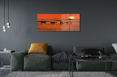 Foto in plexiglas Kamelen mensen woestijn zon lucht