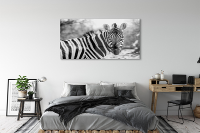 Plexiglas foto Retro zebra