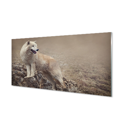 Foto op plexiglas Wolf