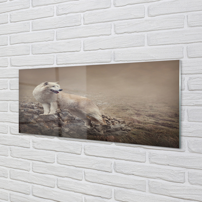 Foto op plexiglas Wolf